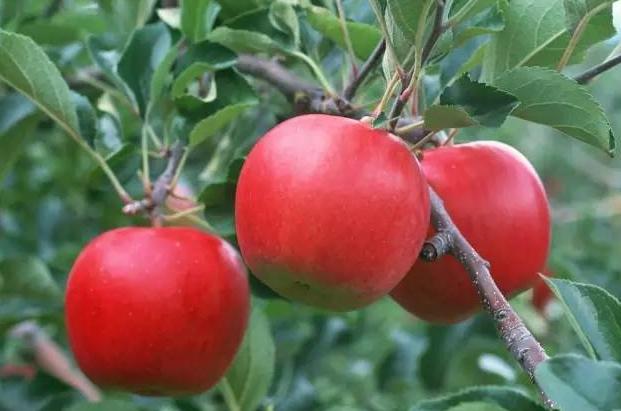 果实膨大期，施肥应注意