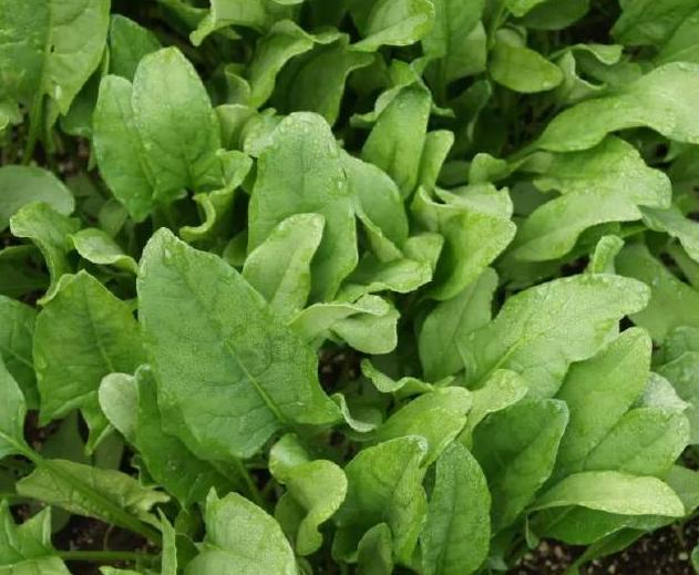 菠菜种植技术：防治叶子发黄措施